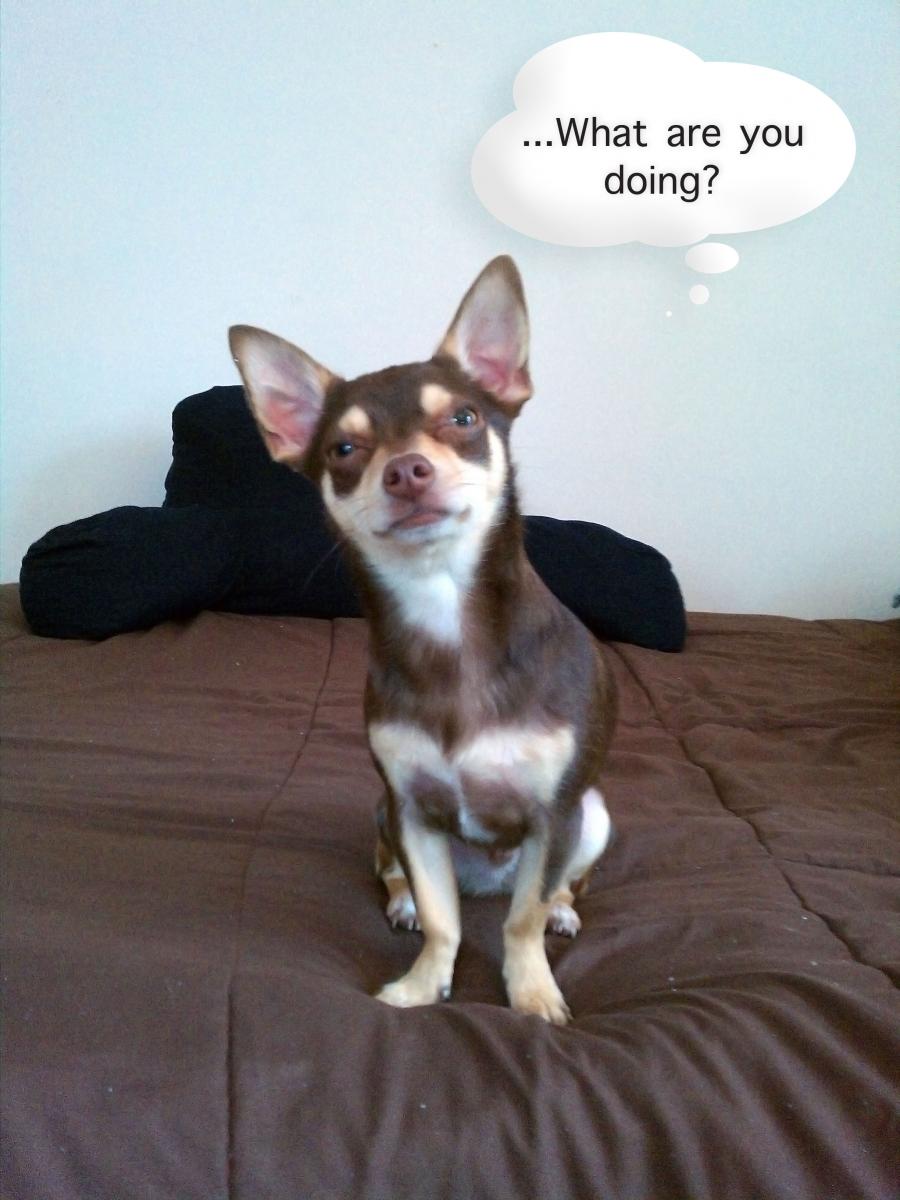 Mocha-Funny
